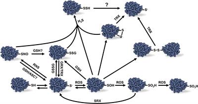 Consequences of Oxidative Stress on Plant Glycolytic and Respiratory Metabolism